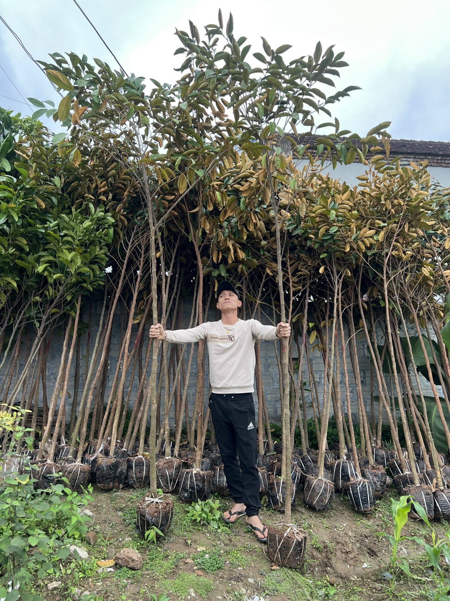 CÂY VÚ SỮA CÔNG TRÌNH CAO 3 - 3,5 M